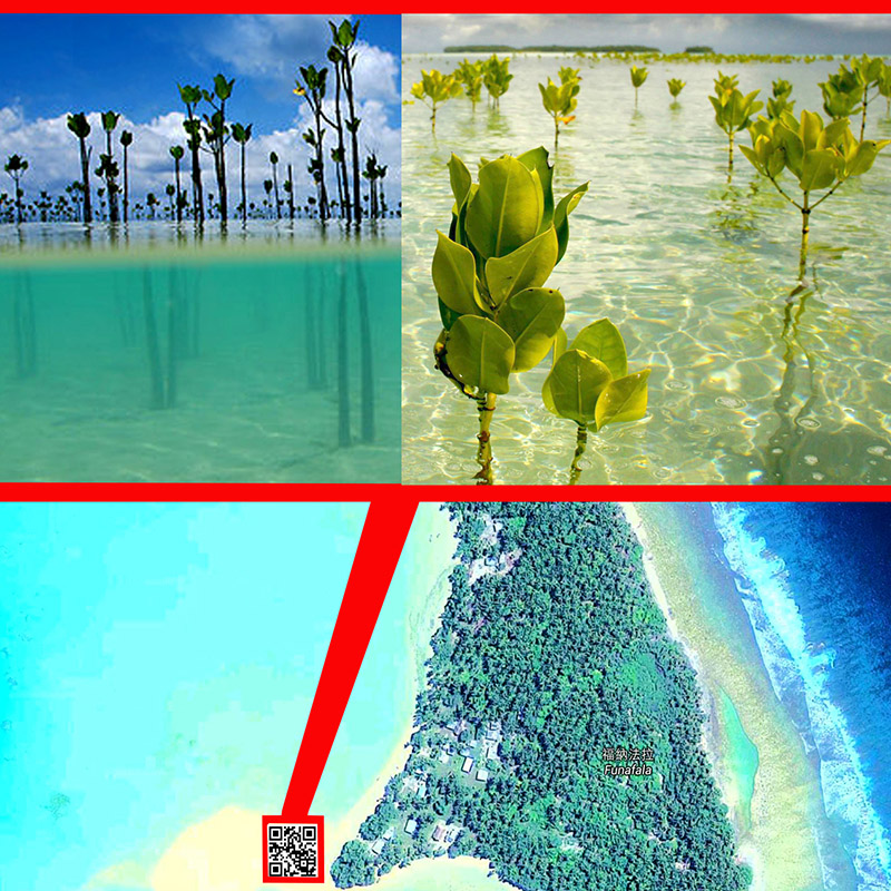 Giant QR Code mangrove to create awareness on climate change