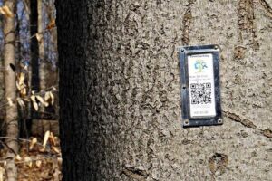 QR Codes in Canada-Treecaching