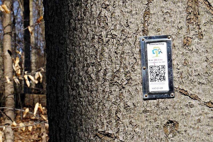 Treecaching Trail
