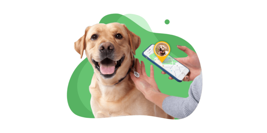 A dog wearing a collar with a QR Code tag on it.